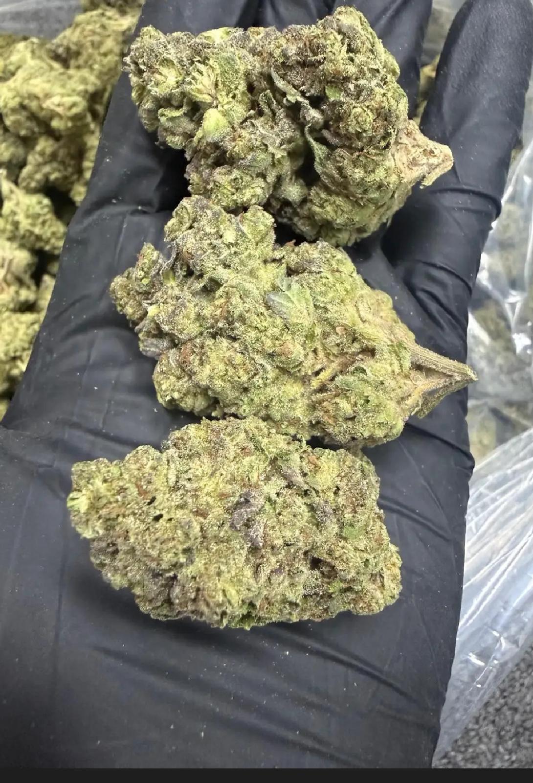 Gelato 41