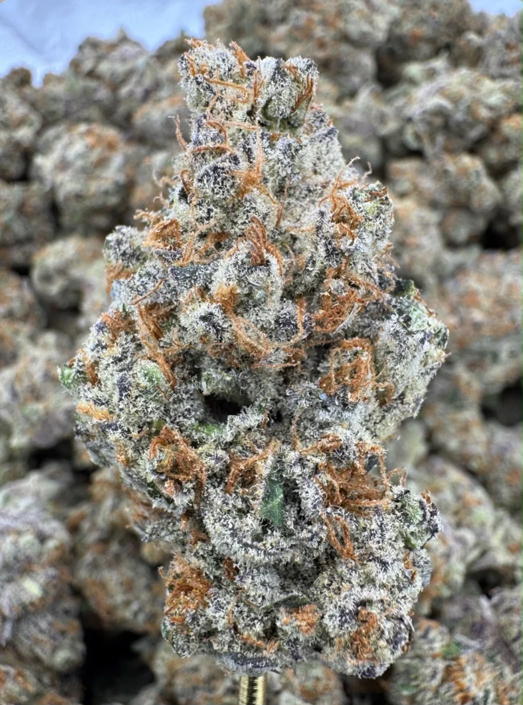 Sheesh THCa (Exotic)